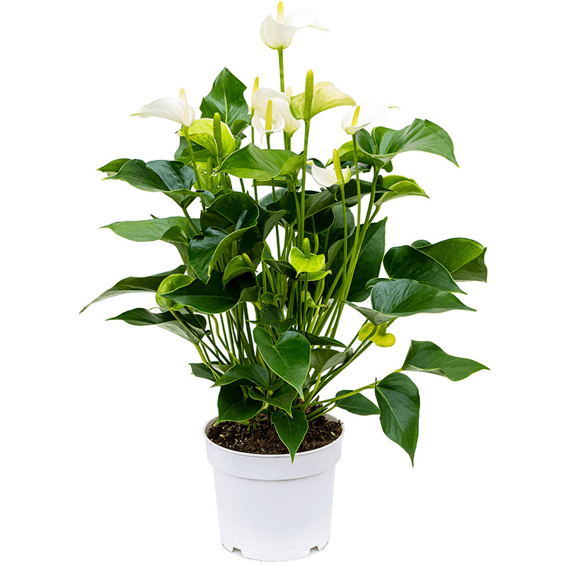 Anthurium andraeanum 'White Champion' 17x55 cm
