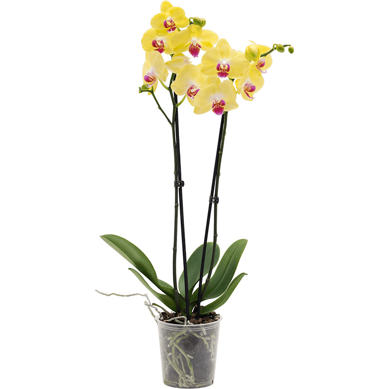 Phalaenopsis orchidea Limelight 12x55 cm - tomaflora