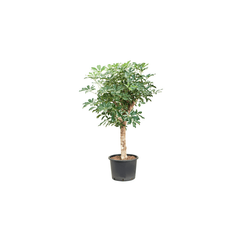Schefflera arboricola compacta 35/28 výška 150 cm
