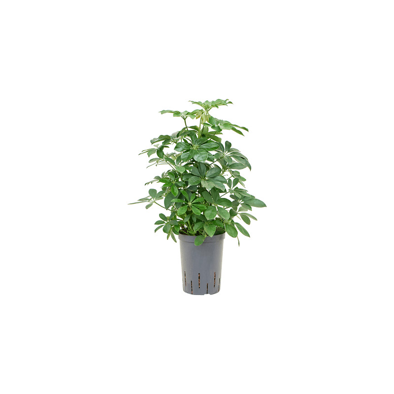 Schefflera arboricola "Compacta" Bush 15/19 výška 45 cm