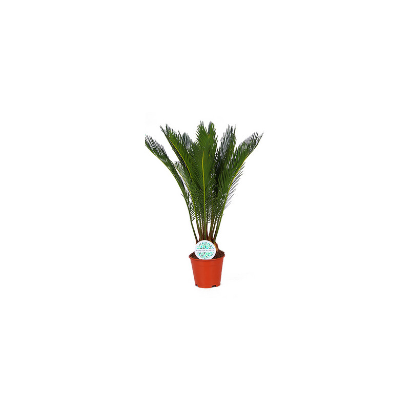 Cycas revoluta 11x50 cm
