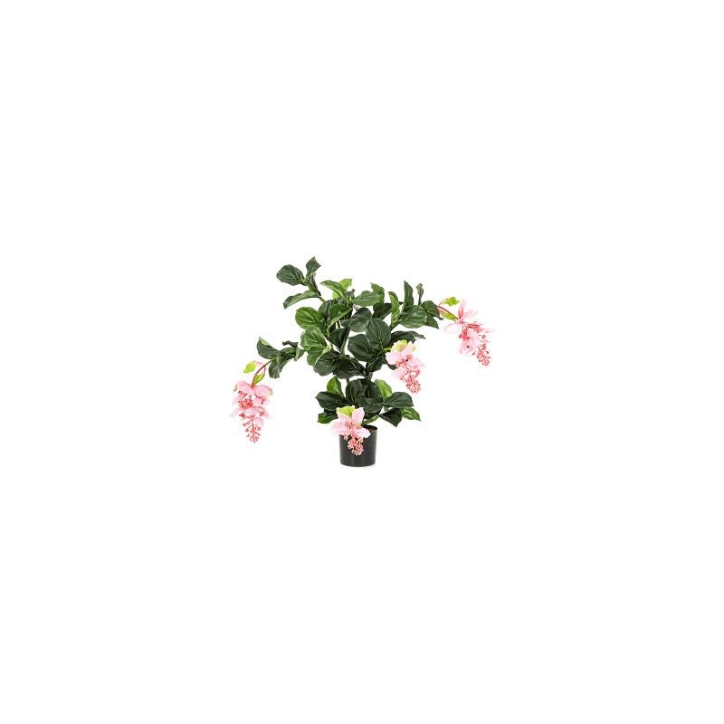 Medinilla Bush Pink 78 cm