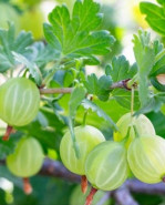 Egreš Ribes uva-crispa červený HINNONMAKI GREEN
