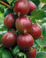 Egreš Ribes uva-crispa červený HINNONMAKI ROT