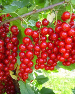 Ríbezľa Ribes rubrum červená JONKHEER VAN TETS