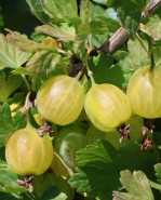 Egreš Ribes uva-crispa zelený RESISTENTA