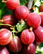 Egreš Ribes uva-crispa červený beztŕňový SPINEFREE