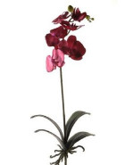 Phalaenopsis Bush beauty tmava cyklamenova 70 cm