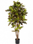Croton exellent Branched 120 cm