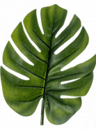 Monstera leaf M / list 73 cm