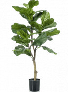 Ficus lyrata 45x90 cm