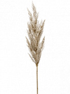 Grass pampas Branch cream 115 cm