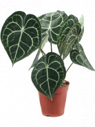 Anthurium clarinervium 15x30 cm