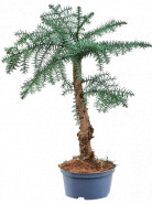 Araucaria cunninghamii bonsai 16x40 cm