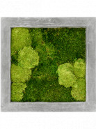 Moss painting grey 30% bobky, 70% plosky Machovy obraz beton 50x50x5 cm