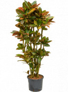 Croton (codiaeum) petra Branched 30/26 cm výška 150 cm