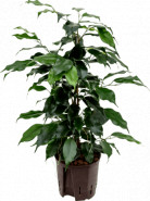 Ficus benjamin Danielle Tuft 13/12 výška 40 cm