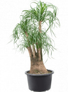 Beaucarnea recurvata (Nolina) branched 41x110 cm