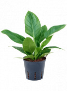 Philodendron imperial green 18/19 v.55 cm