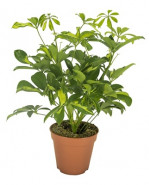 Schefflera arboricola Gerda 21x50 cm