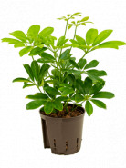 Schefflera arboricola 2pp 13/12 v.30 cm