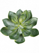 Umelá rastlina Echeveria zelená 15 cm
