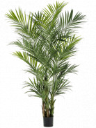 Umelá rastlina Kentia palm 260 cm