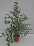 Ficus deltoidea 17x65 cm