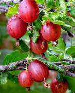 Egreš červený Ribes uva-crispa Hinnonmaeki Rot