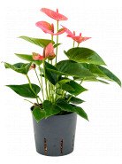 Anthurium andraeanum sweet dream bush pink 13/12 v. 30 cm