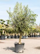 Olivovník Olea europaea Stem 50x240 cm