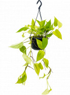 Scindapsus (Epipremnum) Golden pothos hanger pots 15x40 cm