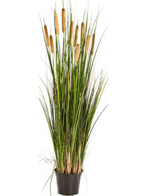 Cattail grass