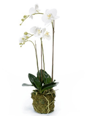 Phalaenopsis - orchidea