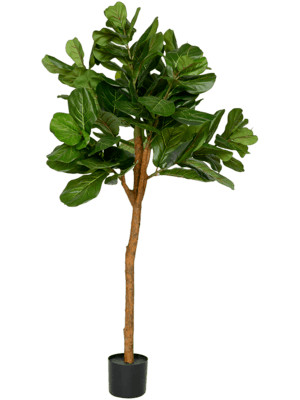 Ficus Lyrata umelá