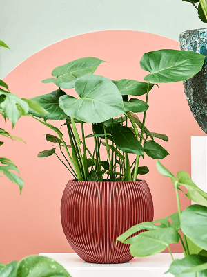 Monstera Deliciosa: Tajomstvá pestovania tejto ikonickej izbovej rastliny