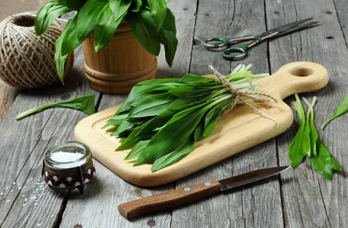 Rastislav Krcho: Všetko o medveďom cesnaku + recept na pesto z medvedieho cesnaku