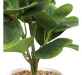 Umelá rastlina SEMELA peperomia 875026 30 cm