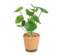 Umělá rostlina SEMELA muškát 875040 25 cm