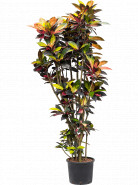 Kroton - Croton (Codiaeum) variegatum "Mrs. Iceton! 30/26 výška 210 cm