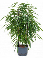 Ficus alii 2pp 25/19 v.120 cm
