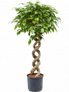 Ficus benjamina spiral double 22/19 v 120 cm