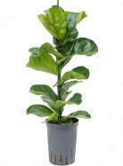 Ficus lyrata bambino pots 15/19 v. 70 cm