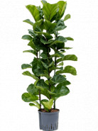 Ficus lyrata bambino 3pp 22/19 v.130 cm