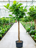 Ficus lyrata stem 45/34 v.240 cm
