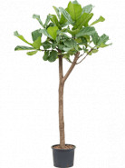 Ficus lyrata Stem 25/19 v.140 cm