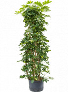 Schefflera arboricola "Gold capella" branched column 28/19 výška 170 cm
