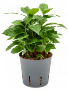 Coffea arabica 1pp 13/12 v.40 cm