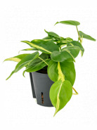 Philodendron grand brasil Hanger pots. 13/12 výška 20 cm