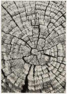 Koberec PHOENIX 80x150cm drevo